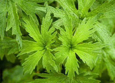 Green leaf background Stock Photos