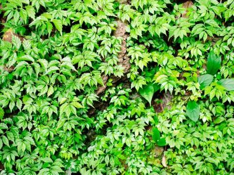 Green leaf background Stock Photos