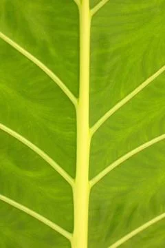 Green leaf background Stock Photos