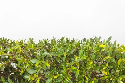 Green leaf background Stock Photos