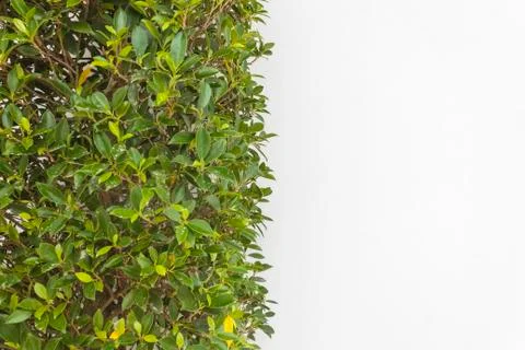 Green leaf background Stock Photos