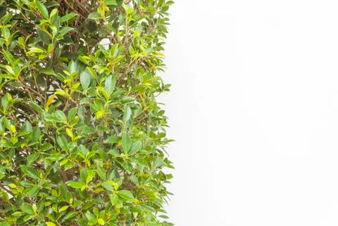 Green leaf background Stock Photos