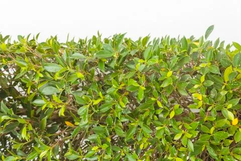 Green leaf background Stock Photos