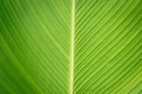 Green leaf background Foto stock
