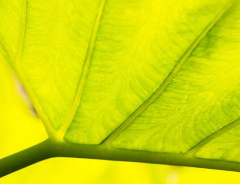 Green leaf background Stock Photos