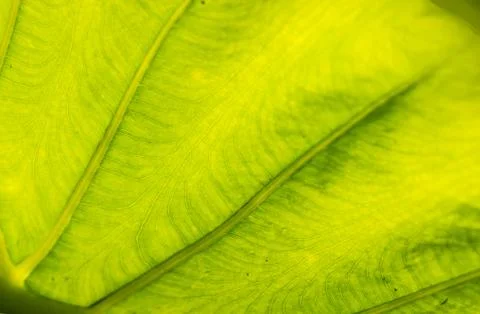 Green leaf background Stock Photos