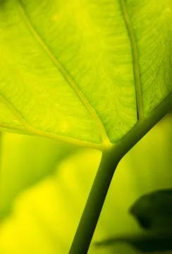 Green leaf background Stock Photos