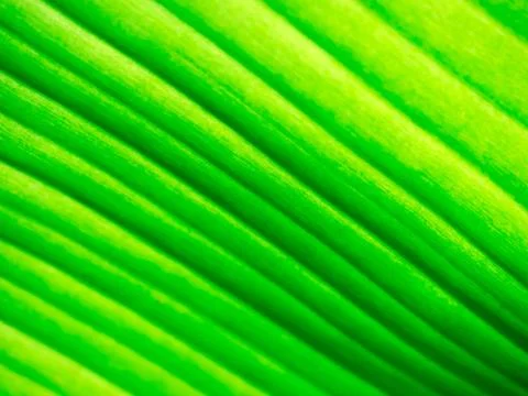 Green leaf background Stock Photos