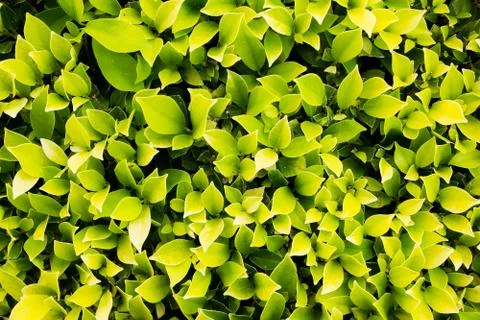 Green leaf  background Stock Photos