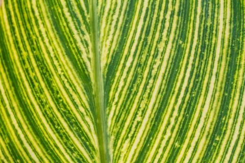 Green leaf as background Fotos Stock