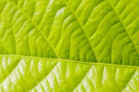 Green leaf background Stock Photos