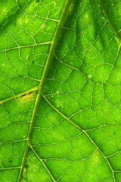 Green leaf background Stock Photos