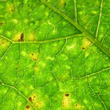 Green leaf background Stock Photos