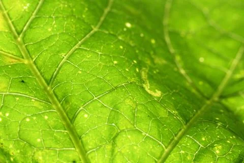 Green leaf background Stock Photos