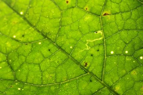 Green leaf background Stock Photos