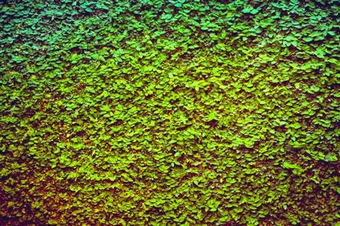 Green leaf background Stock Photos