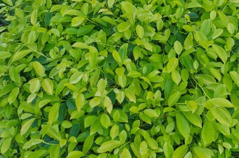 Green leaf background Stock Photos