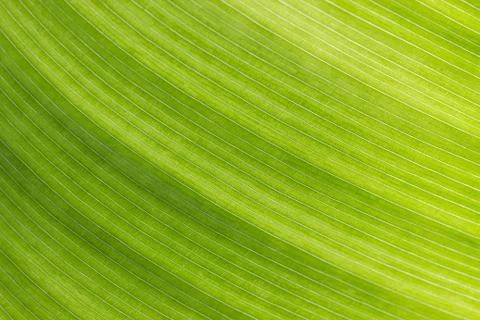 Green leaf background Stock Photos