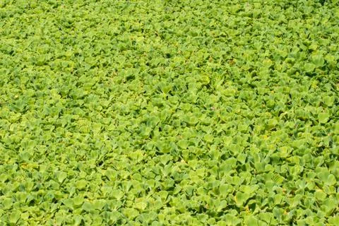 Green leaf background Stock Photos