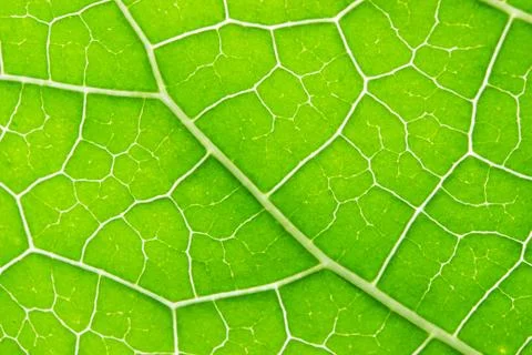 Green leaf background Stock Photos
