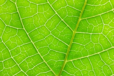 Green leaf background Stock Photos