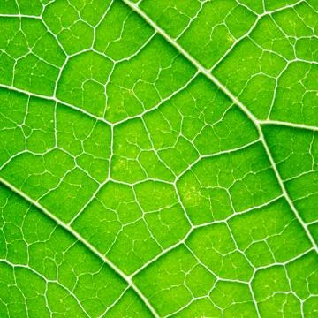 Green leaf background Stock Photos