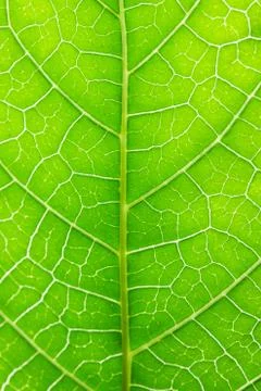 Green leaf background Stock Photos