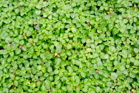 Green leaf background Stock Photos