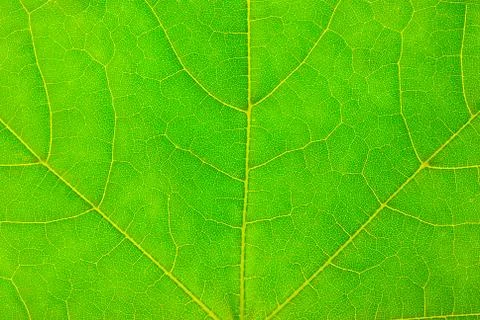 Green leaf background Stock Photos