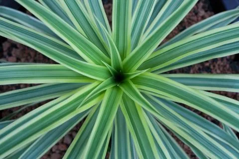 Green leaf background Stock Photos