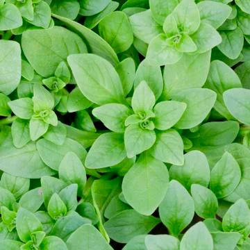 Green leaf background Stock Photos