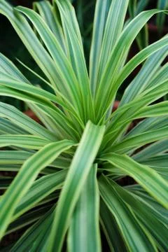 Green leaf background Stock Photos