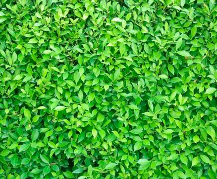 Green leaf background Stock Photos