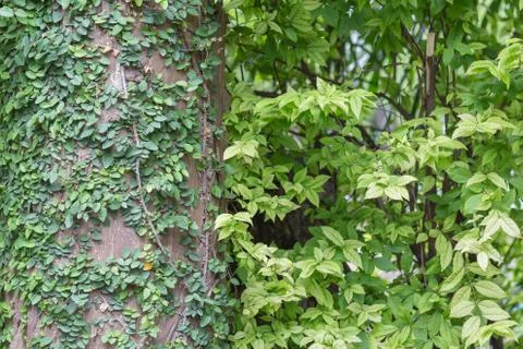 Green leaf background. Stock Photos