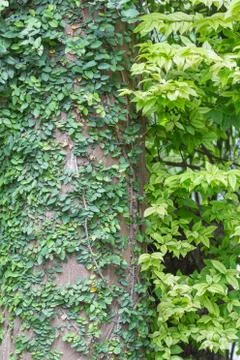 Green leaf background. Stock Photos