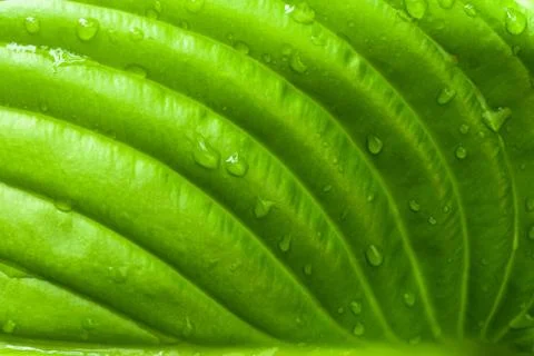 Green leaf background Stock Photos