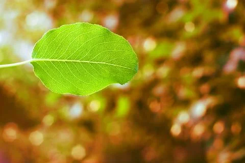 Green leaf background Stock Photos