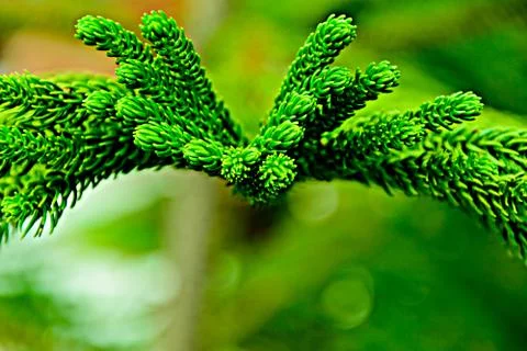 Green leaf background Stock Photos