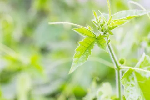 Green leaf background Stock Photos