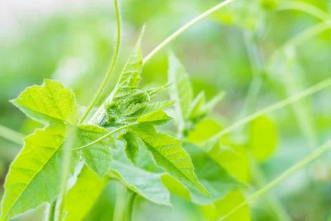 Green leaf background Foto stock