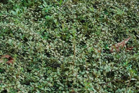 Green leaf background Stock Photos