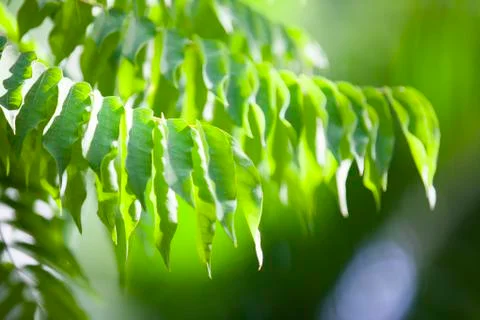 Green leaf background Stock Photos