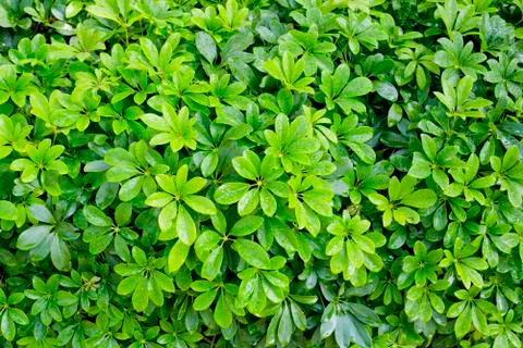 Green leaf background Stock Photos