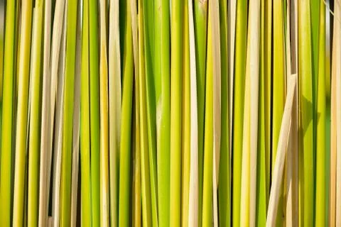 Green leaf background Stock Photos