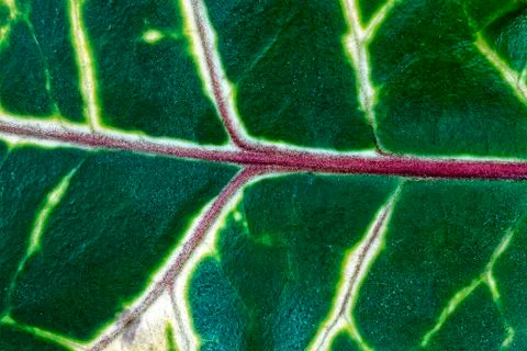 Green leaf, a background Stock Photos