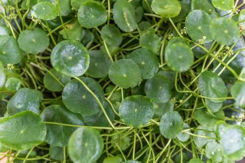 Green Leaf Background Stock Photos