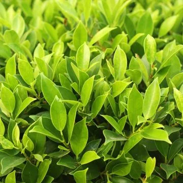 Green leaf background Stock Photos