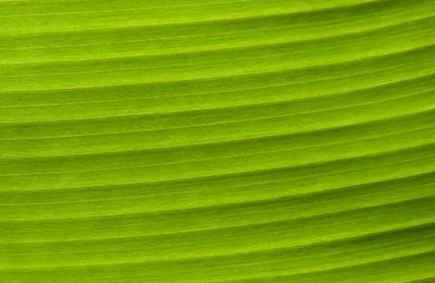 Green Leaf Background Stock Photos