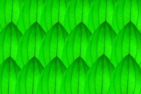 Green leaf background Stock Photos