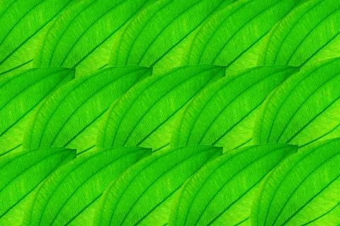 Green leaf background Foto stock